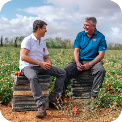 Two men sitting in a field of tomatoes.